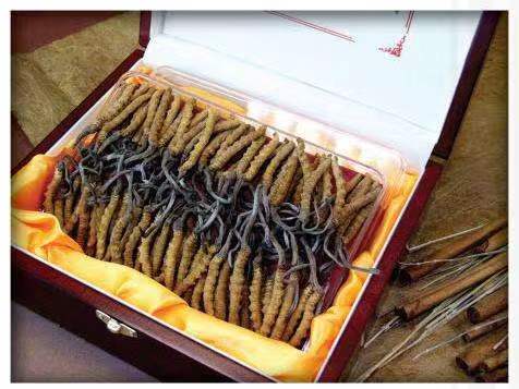 天心冬虫夏草回收